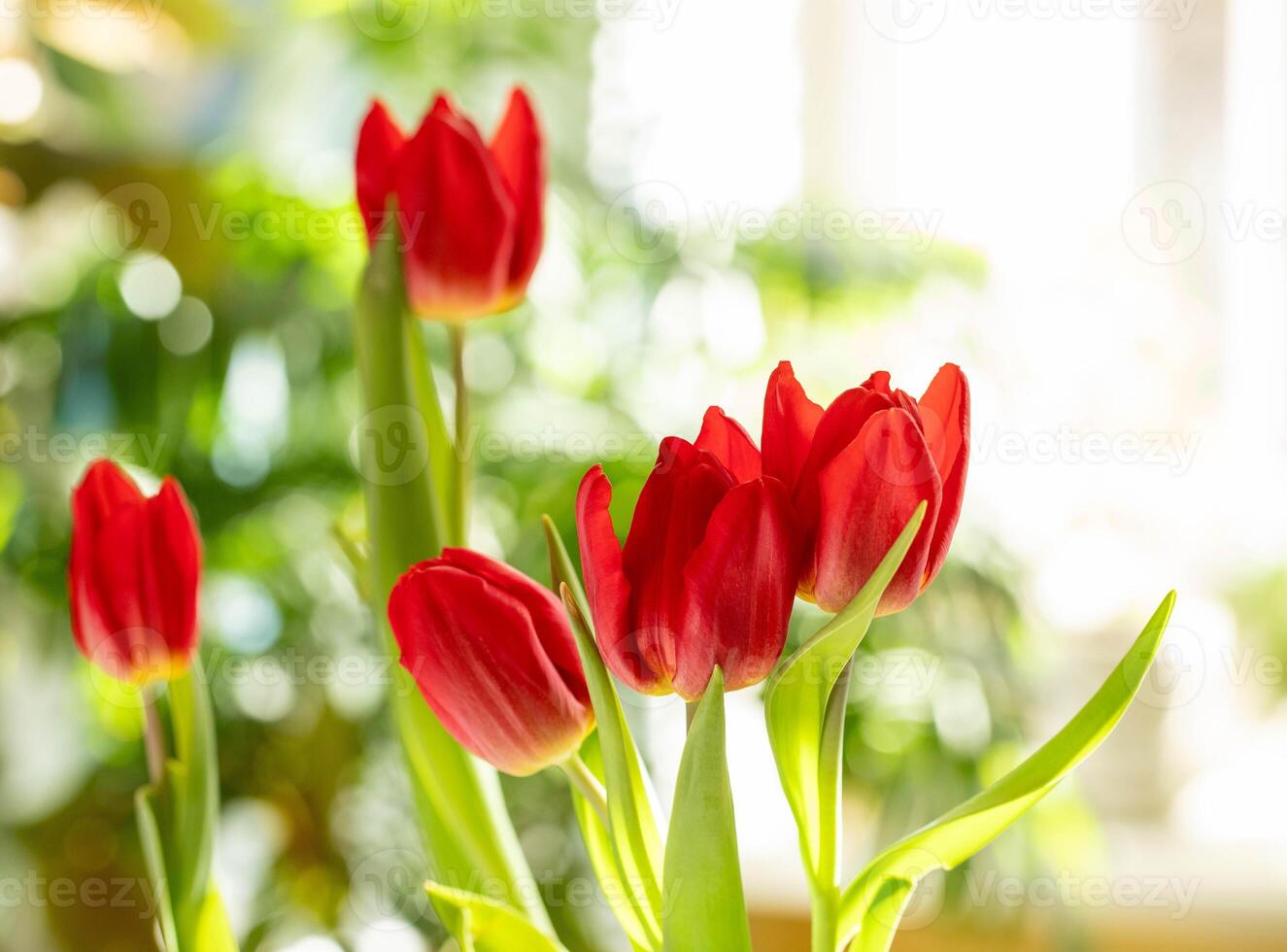 Close up of blooming red tulips in bright morning light For themes of spring, nature inspired design photo