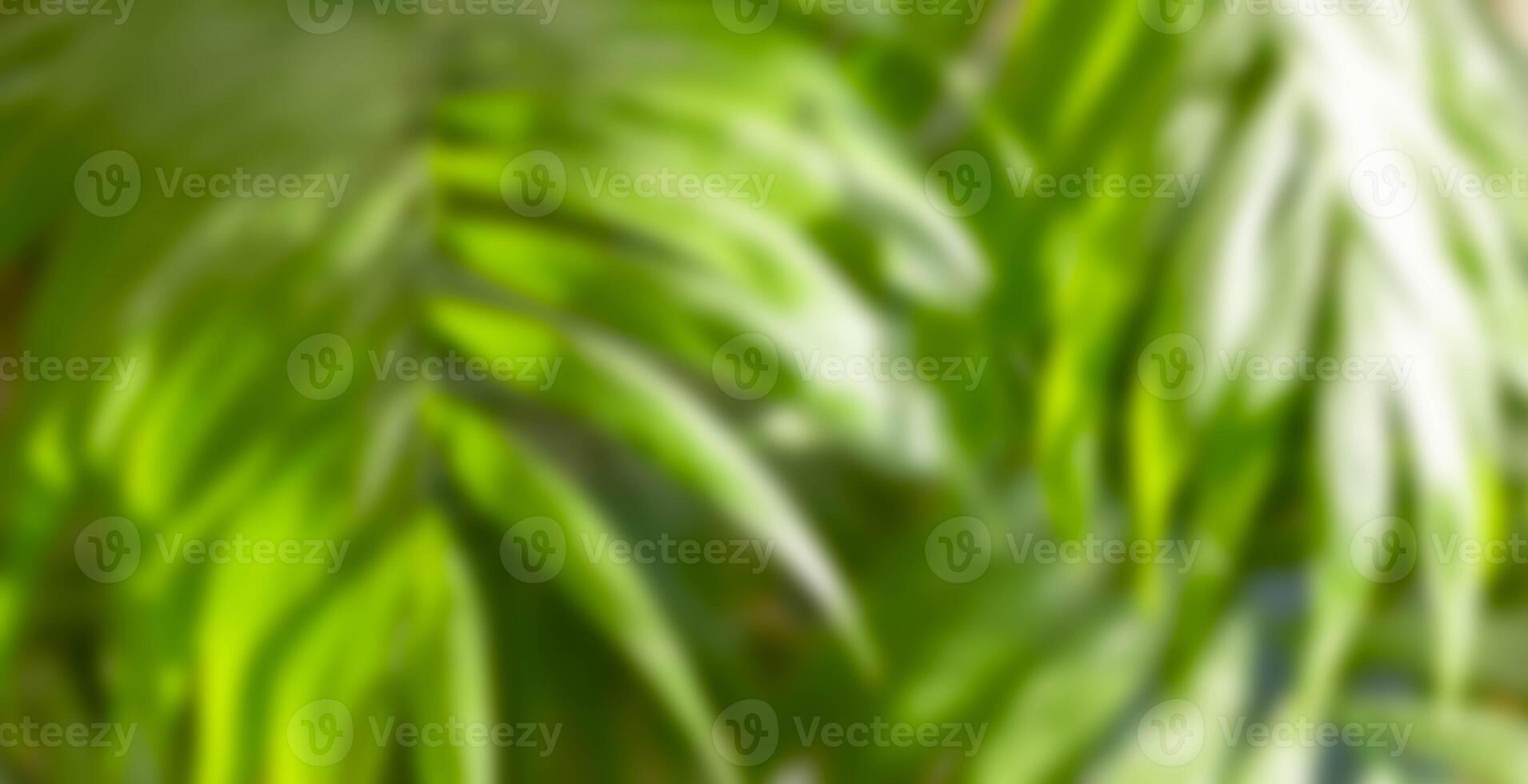 Blurred green palm leaves as background for projects on plant based living, spa visuals, green tech. photo