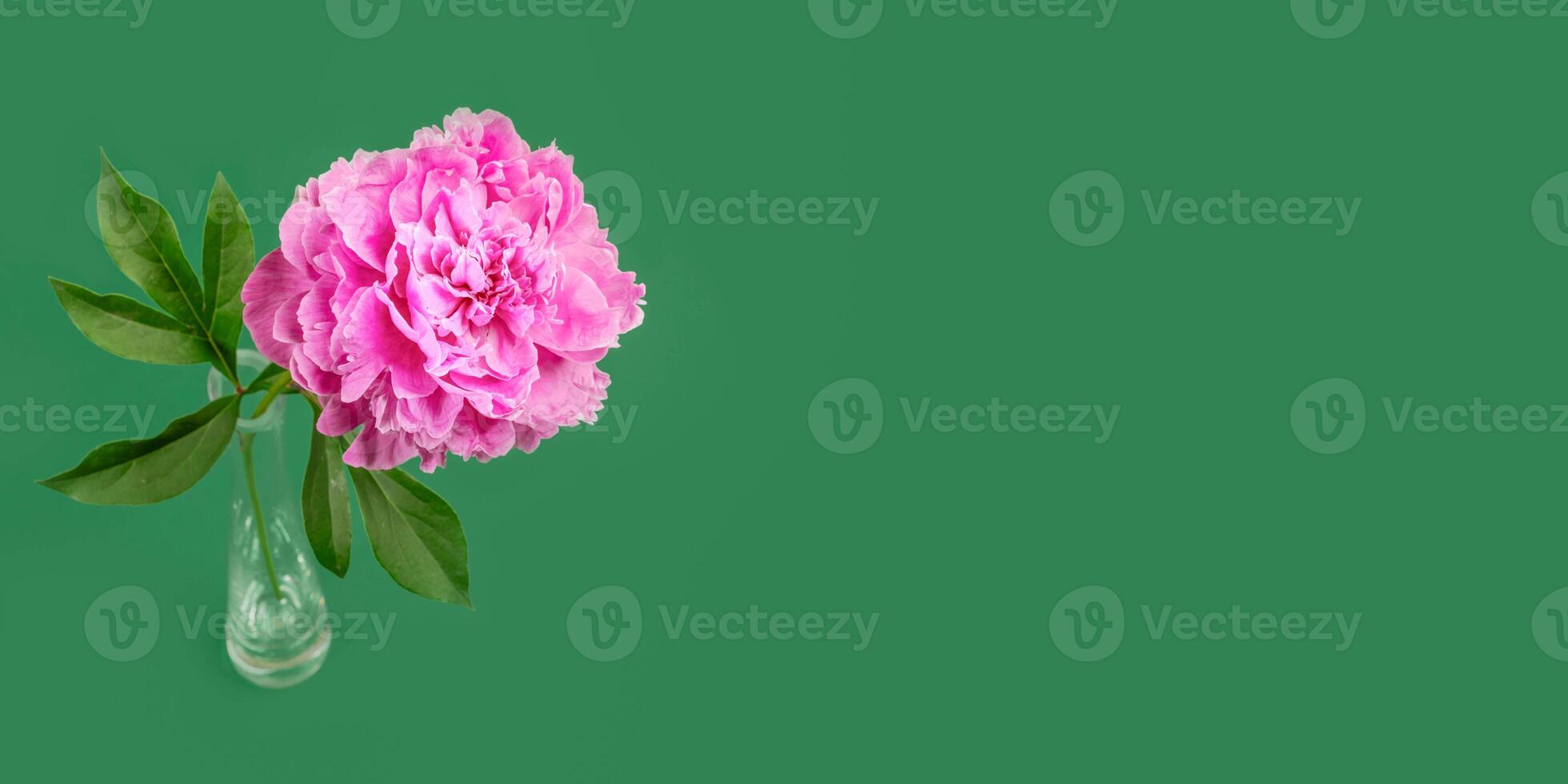 Single pink peony in glass vase on green backdrop Minimal image for romantic greeting card. Banner. photo