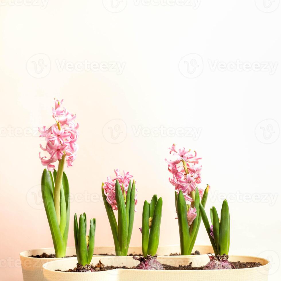Several hyacinths at different stages of blooming lined up against neutral background. Copy space. photo