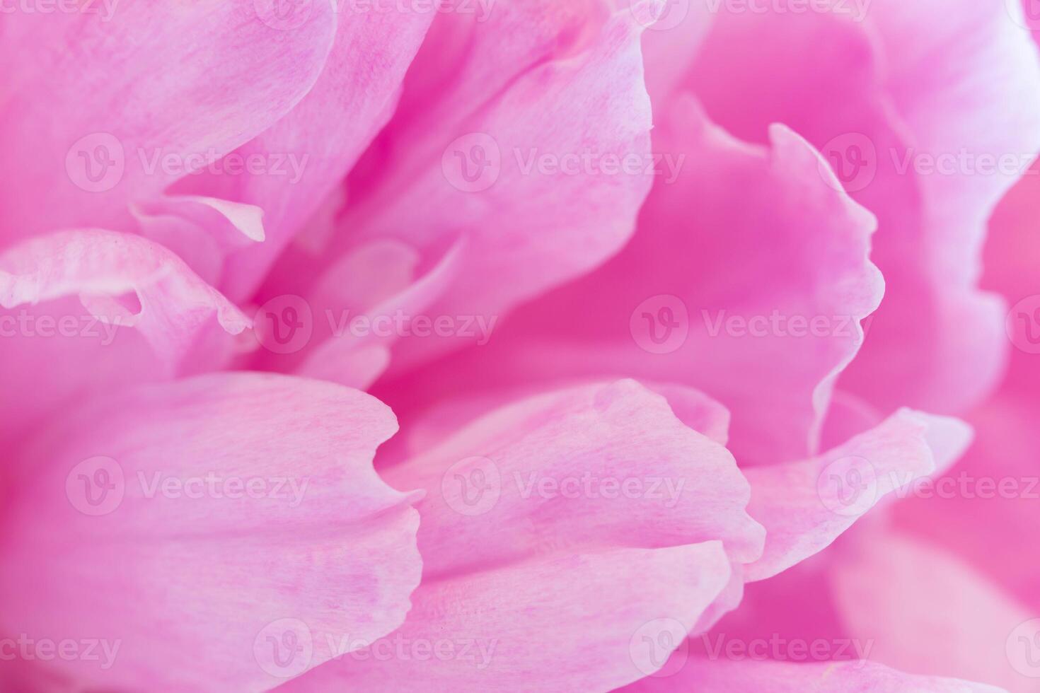 Closeup of pink peony petals in soft natural light For use in cosmetic branding, wedding invitations photo