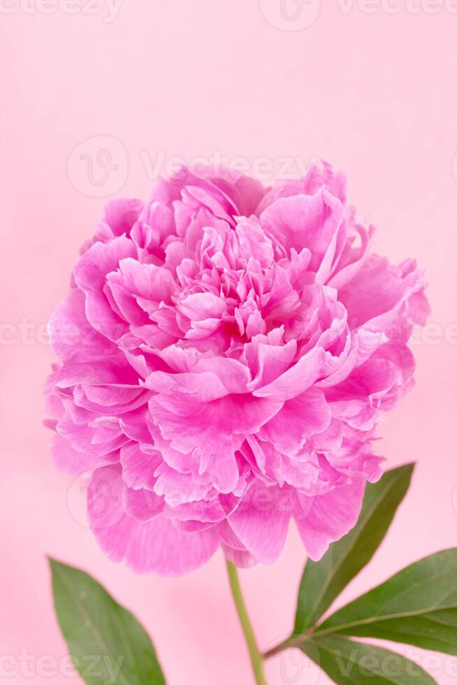 Close up of single pink peony on soft pastel pink background. Useful for skincare ads, floral design photo