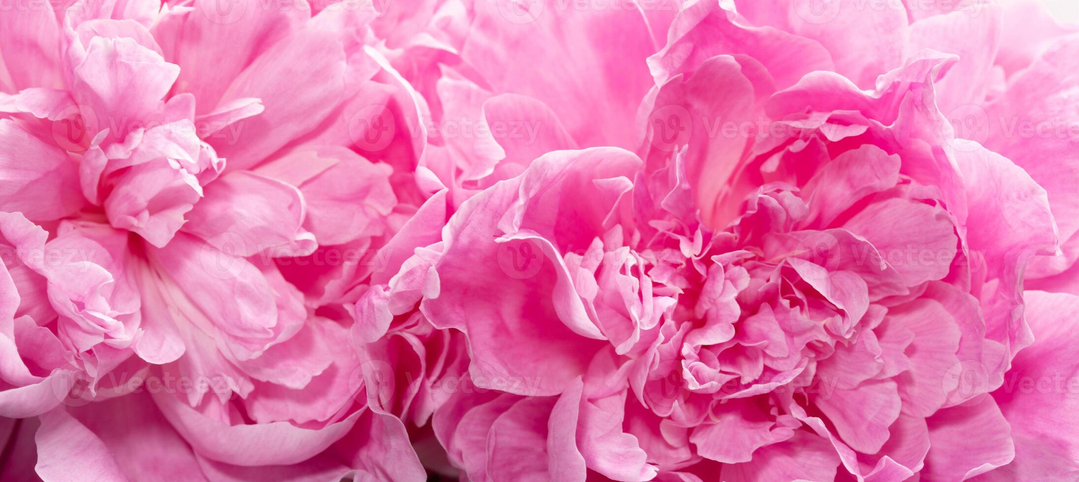 Close up of blooming peony petals in rich pink tonesImage may be use for spa ads, Soft light. photo