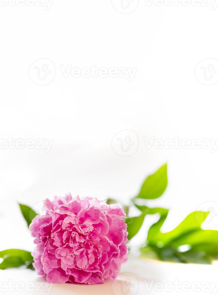 Single pink peony blossom with green leaves on white backdrop Minimal floral composition Copy space photo