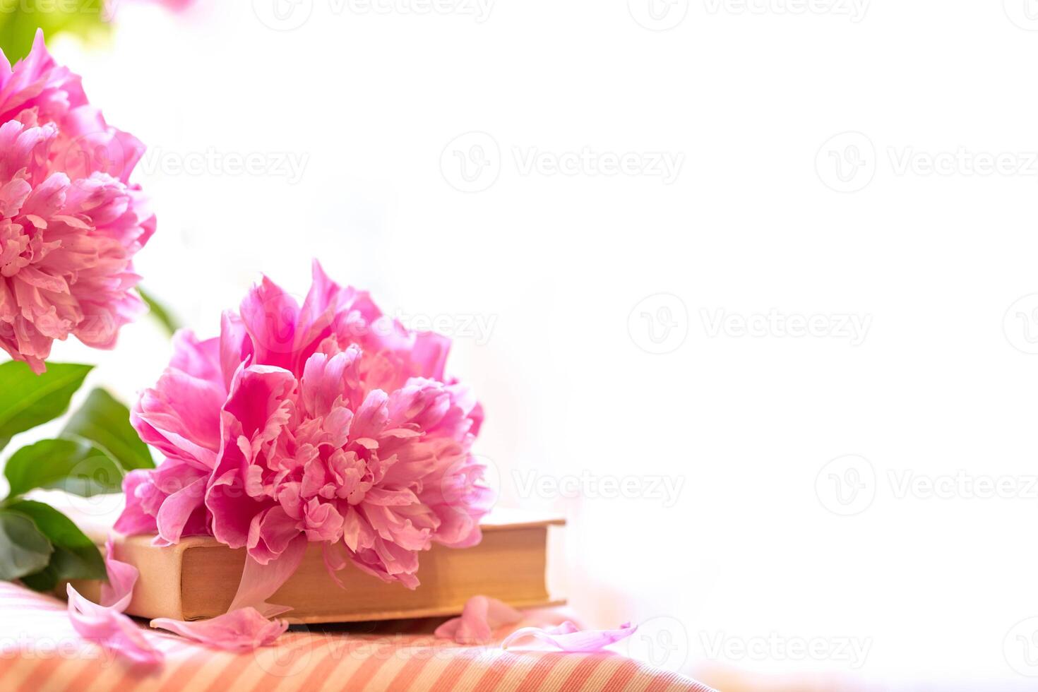 Single pink peony with green leaves resting on old book on white background with copy space. photo