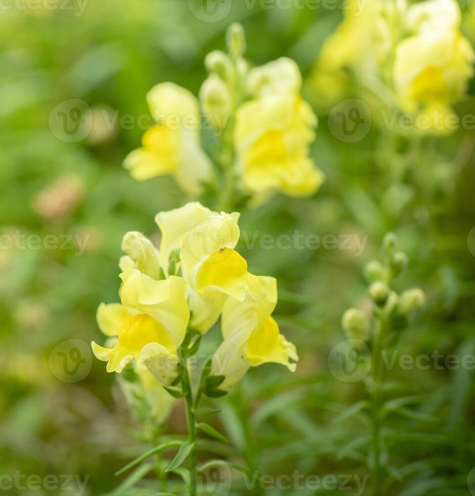 Close up of blooming yellow flowers Snapdragon in spring garden Ideal for seasonal ads, nature blogs photo