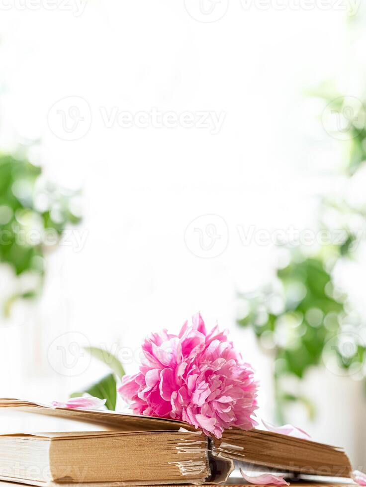 Single blooming peony rests on stacked vintage books on greenery background with copy space. photo