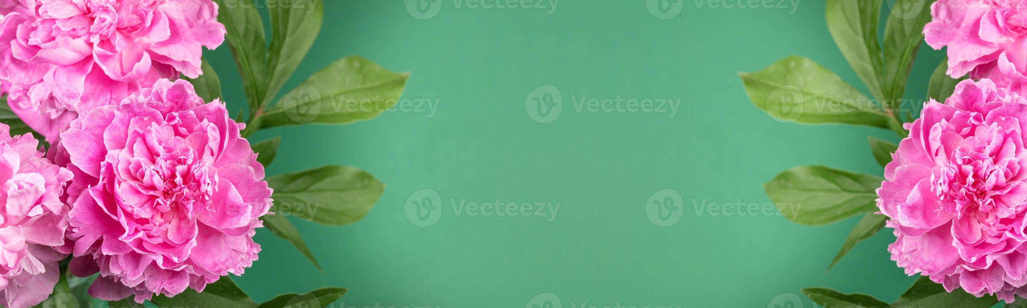 Peonies on vibrant green background form natural floral border, ideal for horizontal web banners photo