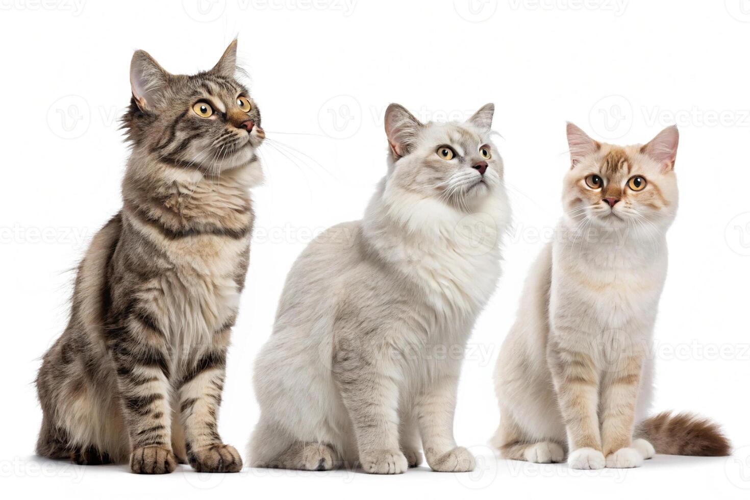 White Background Cat Illustrations photo