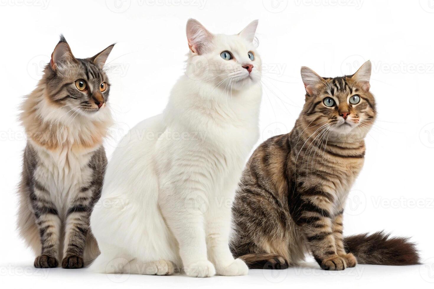Cats in a Set of Three on White photo