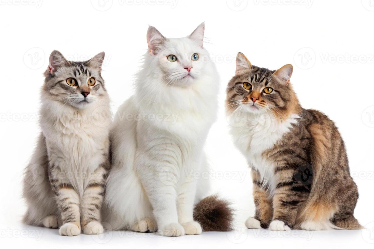 Cat Group of Three Images photo