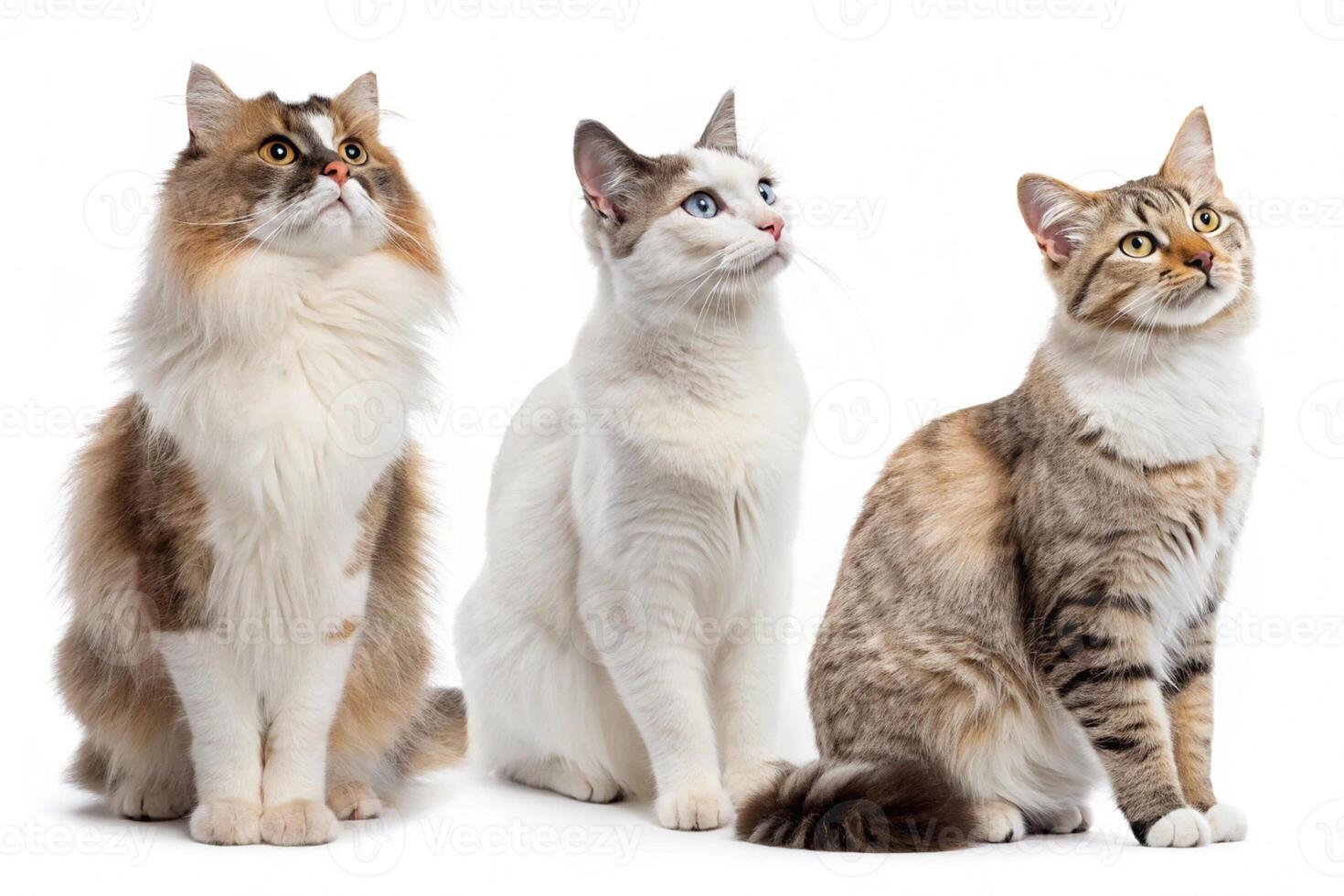 Three Cat Graphics with White Background photo