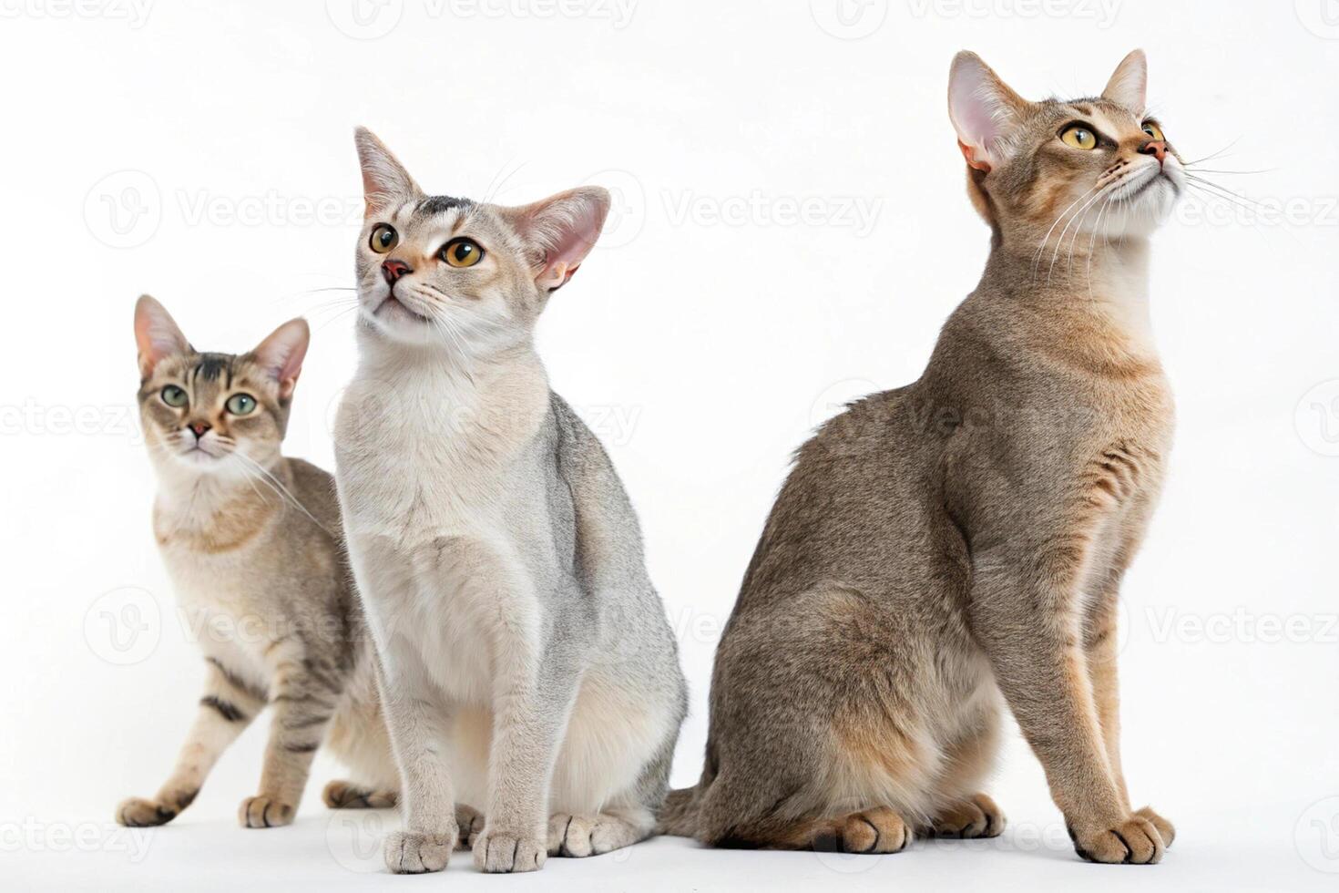 Cat Trio Art with White Background photo
