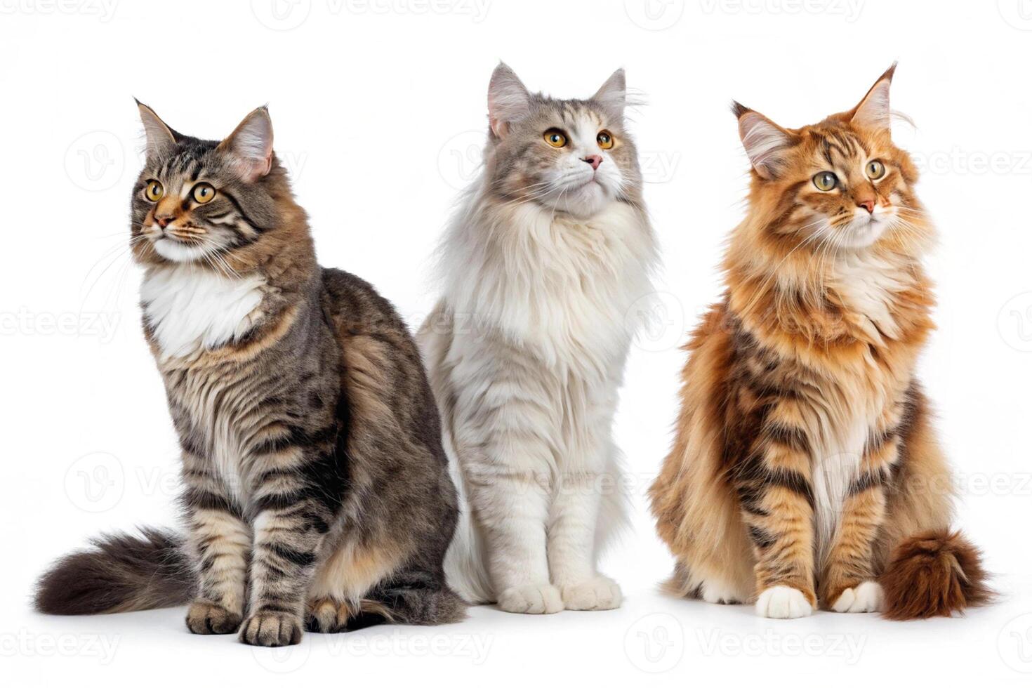 Cat Trio Illustration on White photo