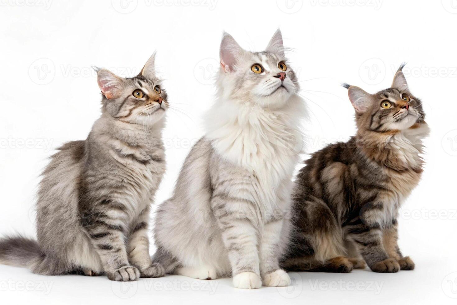 Cats Together on White Background photo
