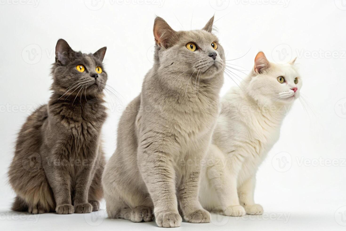 Cat Trio Stock Images on White photo