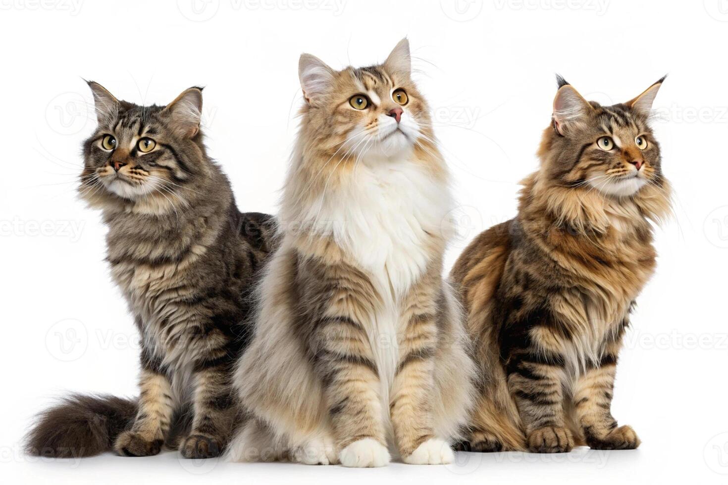 Cat Image Collection of Three photo