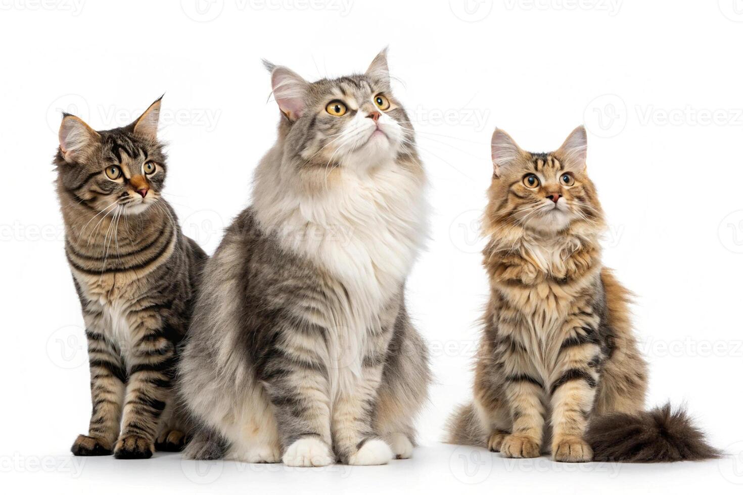 White Background Cat Group Set photo
