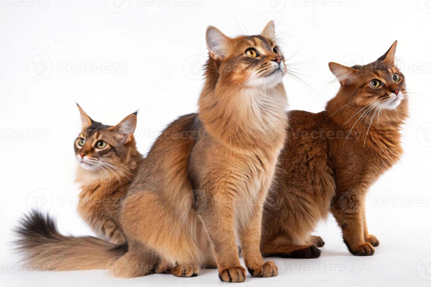 Simple Cat Trio on White photo