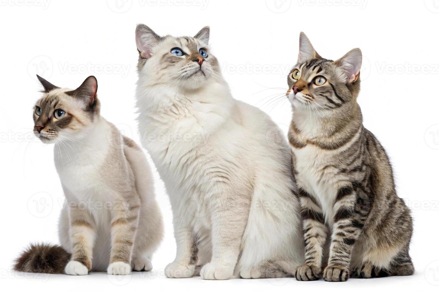 Three Cat Portraits on White photo
