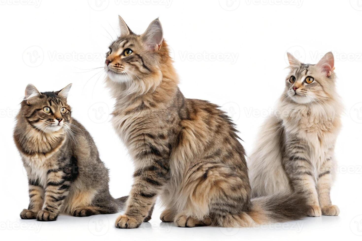 Three Cats in Minimalist Style photo