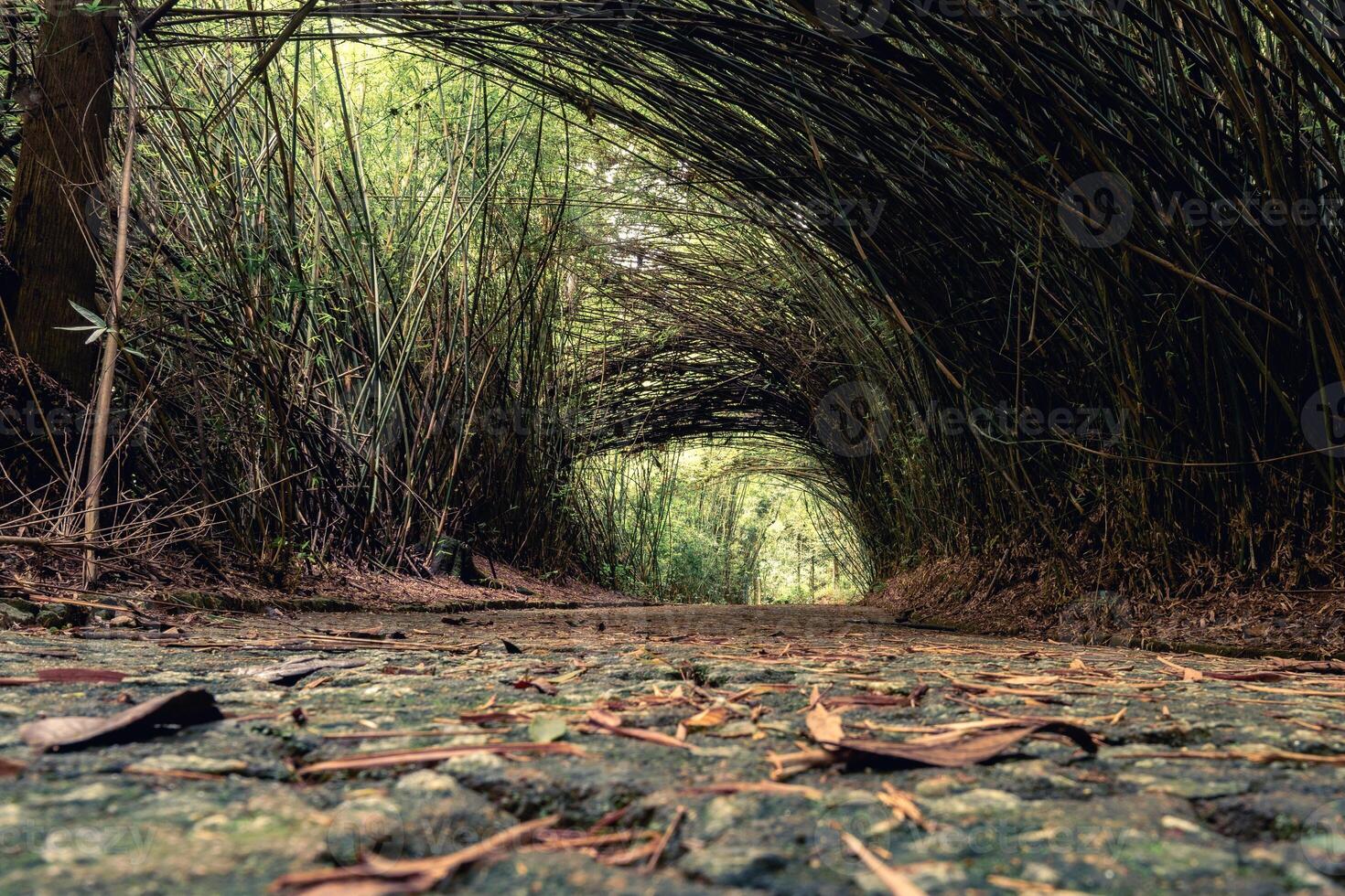 Beautiful path with a tunnel of Bambu. In the Jardim Botanic Garden in Sao Paulo. photo