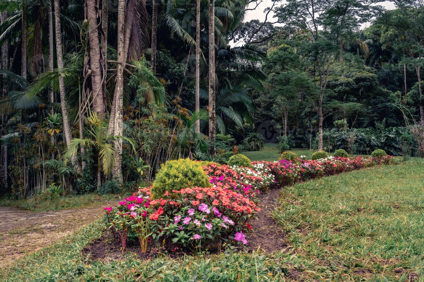 Jardim Botanic Garden, in Sao Paulo, Brazil photo