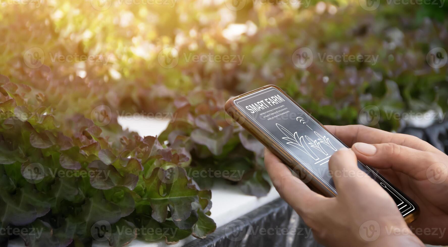 Farmer using smart foam in vegetable plot with smart farming interface icon and sunset flare effect. Smart and new technology for agriculture business concept. photo