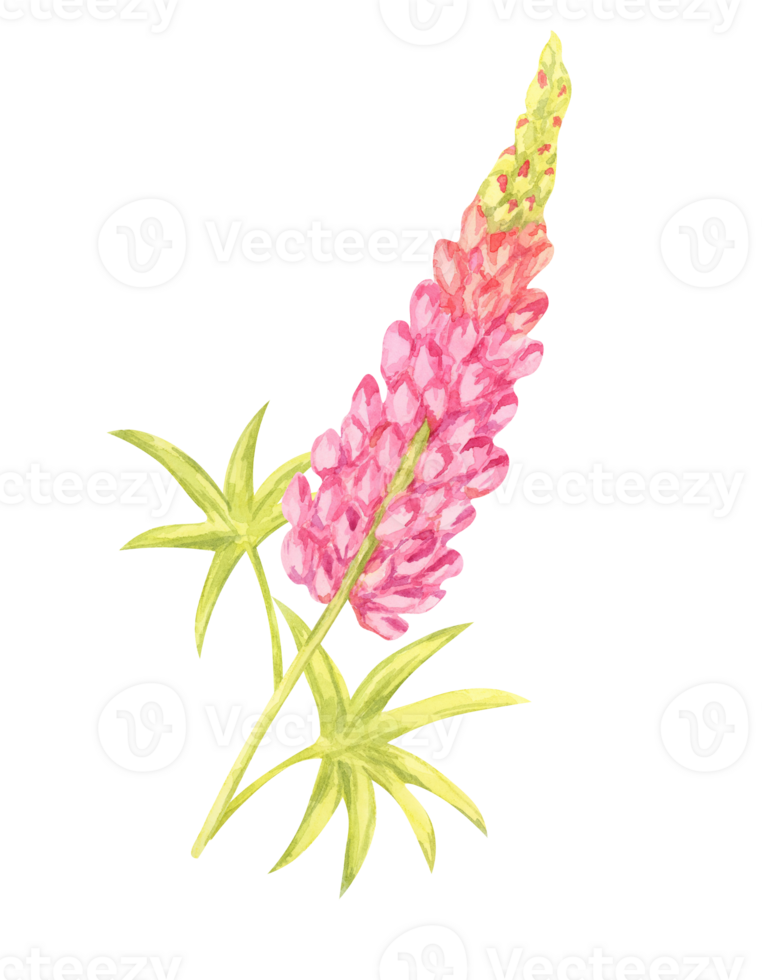 Pink and yellow lupin flowers watercolor illustration with detailed foliage. Great for textile prints, home decor, greeting cards, and floral-themed branding elements png