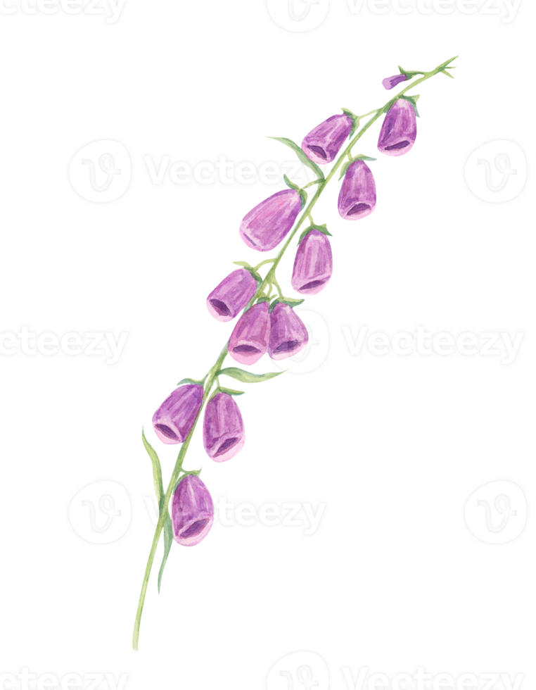 Purple and pink foxglove stems watercolor illustration, detailed with graceful blooms. Ideal for nature-inspired patterns, stationery, home textiles, and digital backgrounds png