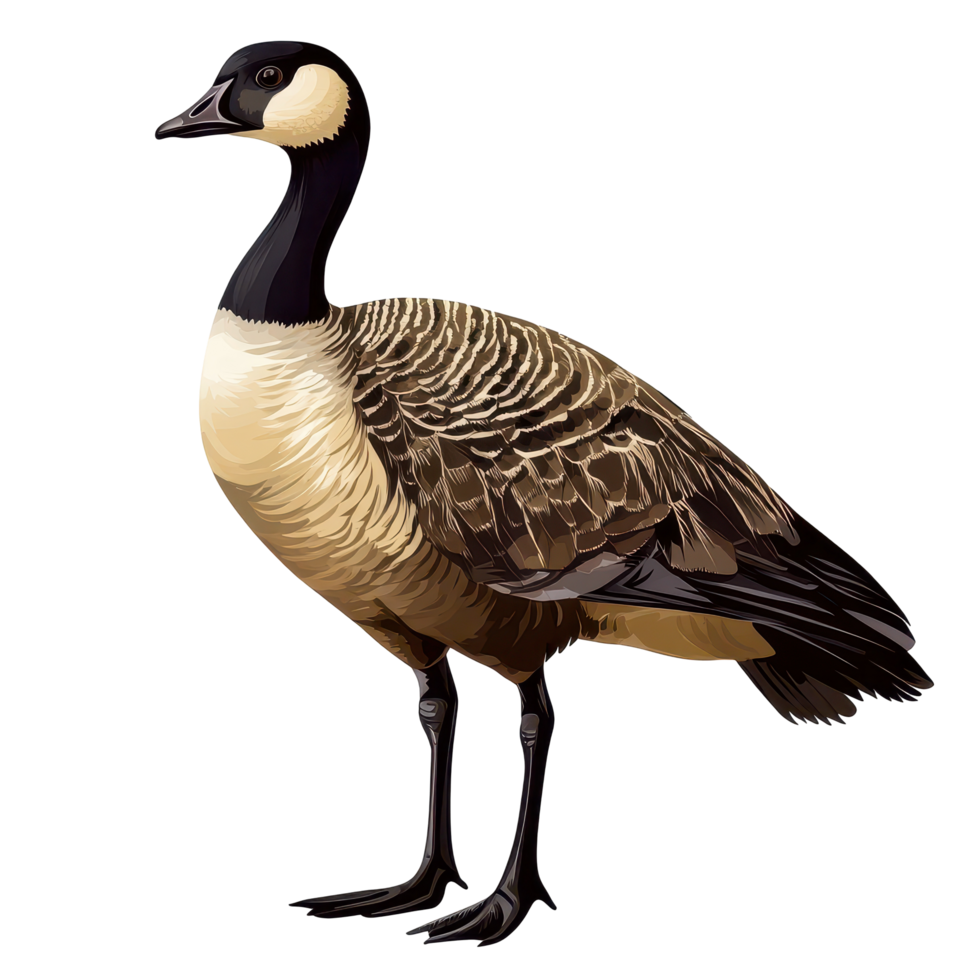 Detailed depiction of a Canada goose in a natural setting showcasing its unique features and coloring png