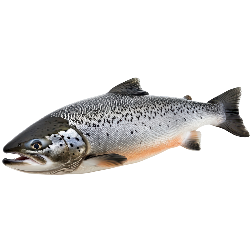 Freshly caught trout showcasing its vivid colors and sleek body in a natural setting near a river during a sunny afternoon png