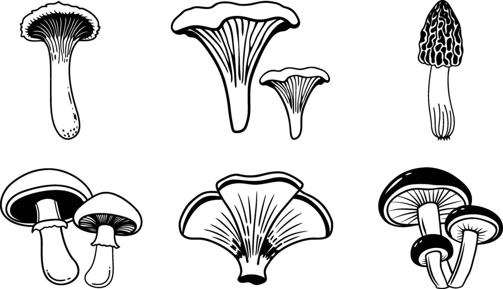 Collection of Six Different Types of Mushrooms Black and White Line Art Illustrations vector