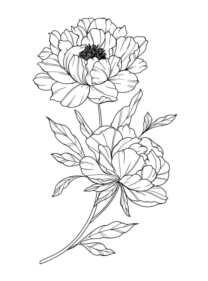 Peony Line Art. Trendy peony bouquets and flowers. Botanical Line Drawing Peony Collection. Hand drawn line art peony flowers. Luxury Line Floral Art. Peony Outline vector