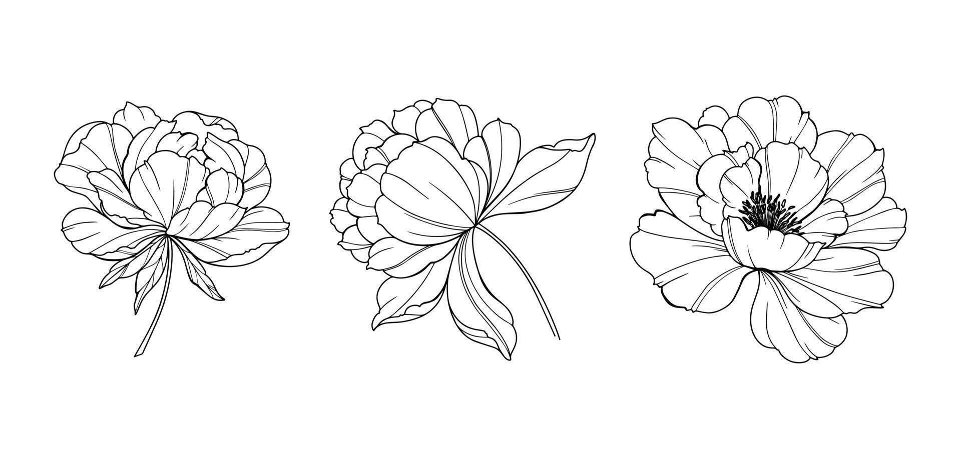 Peony Line Art illustration. Trendy floral peony bouquets and flowers. Botanical Line Drawing Peony Collection. Hand drawn line art peony flowers. Luxury Line Floral Art. Peony Outline vector
