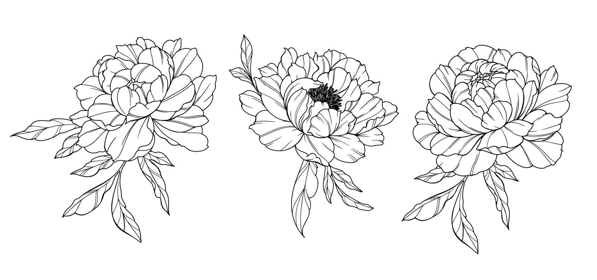 Black Peony Line Art. Trendy floral peony bouquets and flowers. Botanical Line Drawing Peony Collection. Hand drawn line art peony flowers. Luxury Line Floral Art. Peony Outline vector