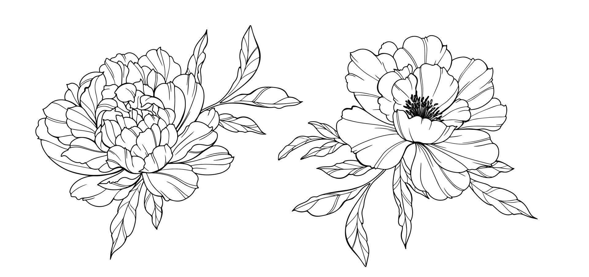Peony isolated Line Art. Trendy floral peony bouquets and flowers. Botanical Line Drawing Peony Collection. Hand drawn line art peony flowers. Luxury Line Floral Art. Peony Outline vector