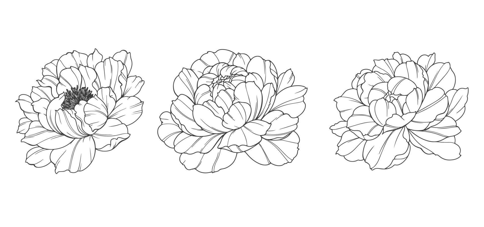 Peony Line Art Isolated. Trendy floral peony bouquets and flowers. Botanical Line Drawing Peony Collection. Hand drawn line art peony flowers. Luxury Line Floral Art. Peony Outline vector