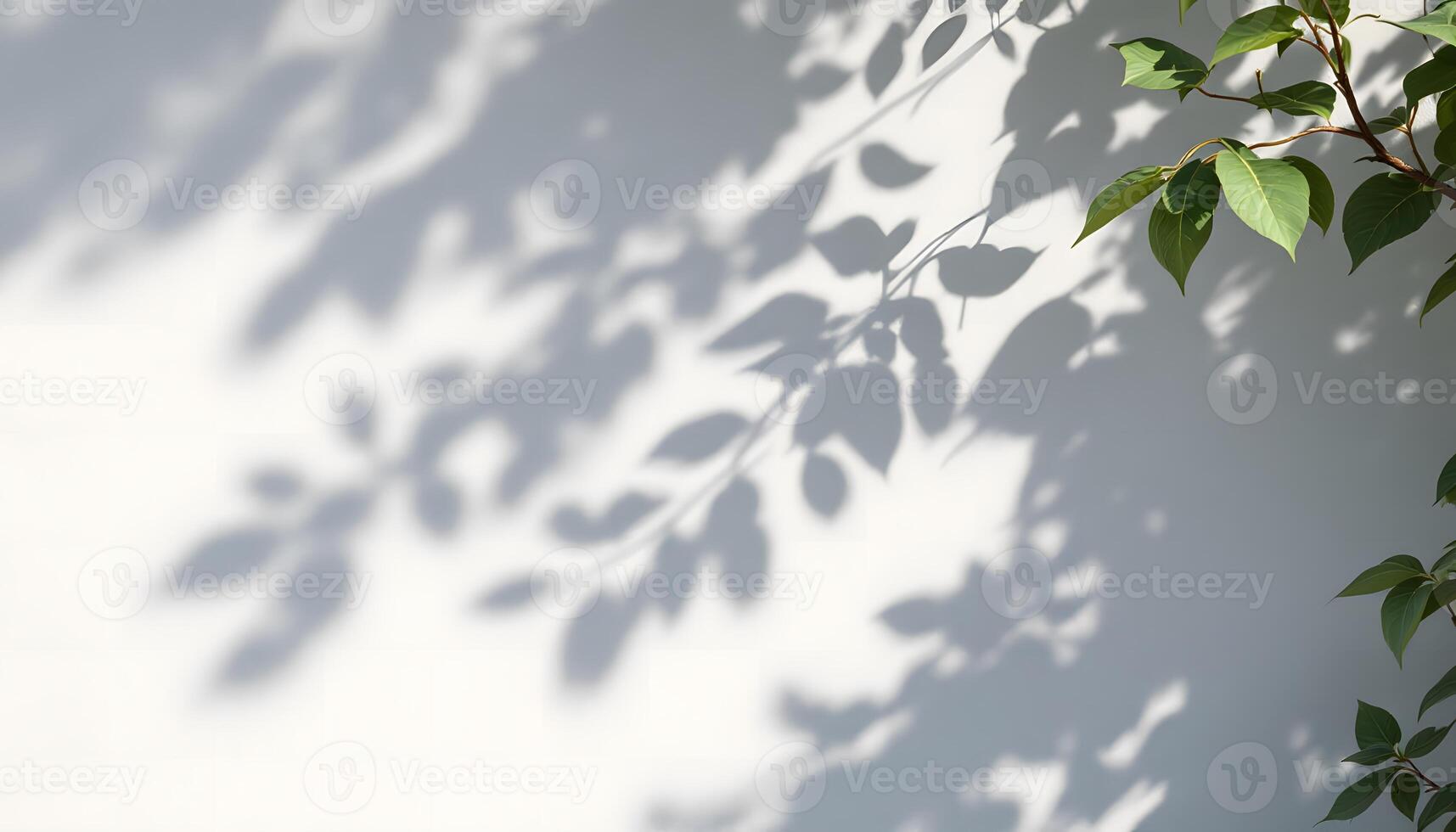 Shadowy Leaf Patterns on a White Wall photo