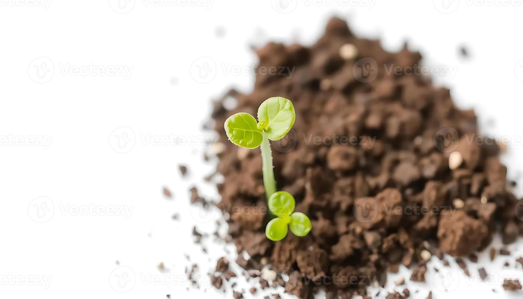 New Life Sprouting A Tiny Seedling Emerges from Rich Soil photo