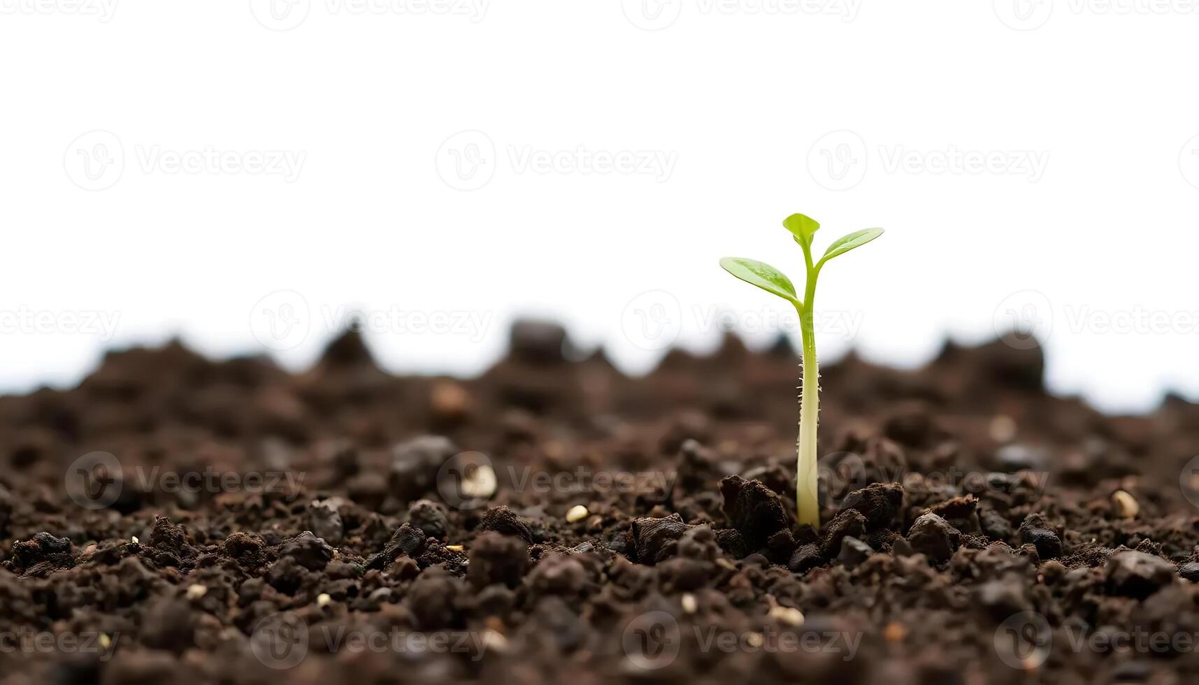 A Tiny Sprout Emerging from Rich Soil A Symbol of New Beginnings and Growth photo