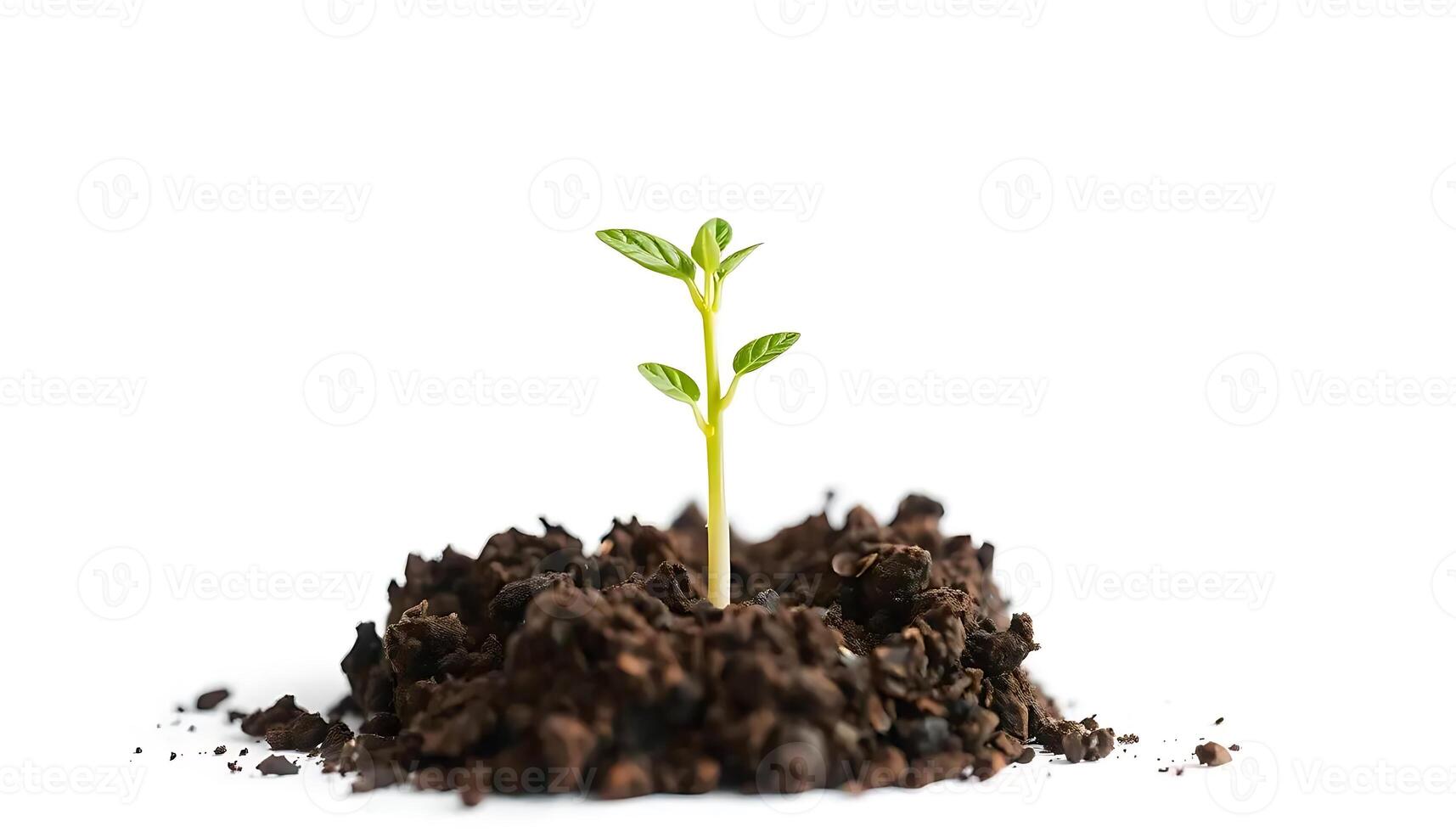 A Tiny Seedling Emerging from the Soil photo