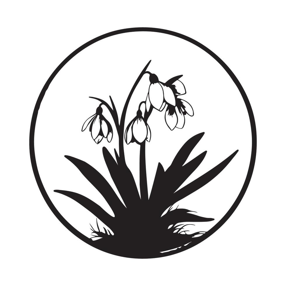 Snowdrop flower. Hand drawn illustration isolated on white background vector