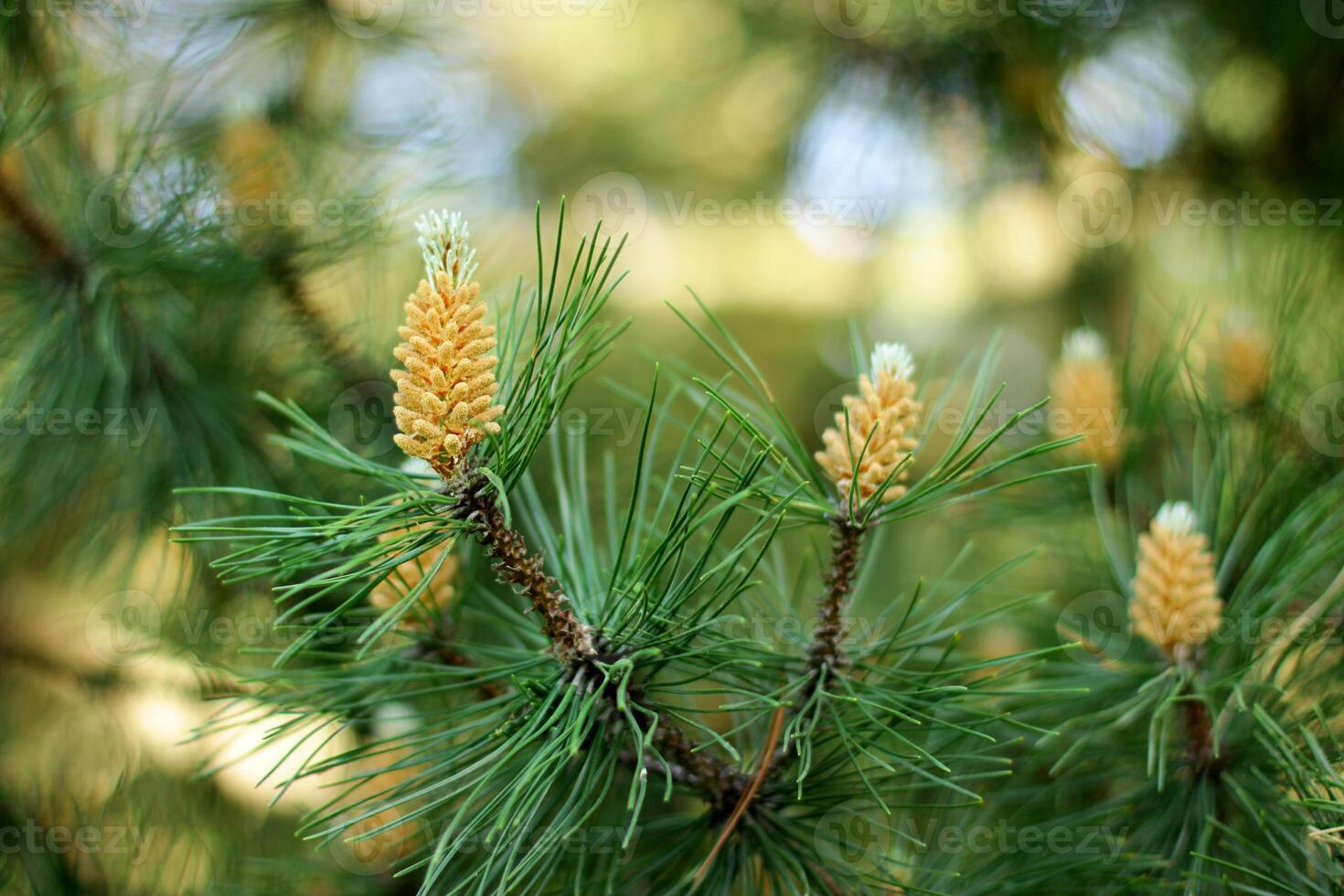 Pine buds in the spring. Bloomed pine branches. Young pine cone photo
