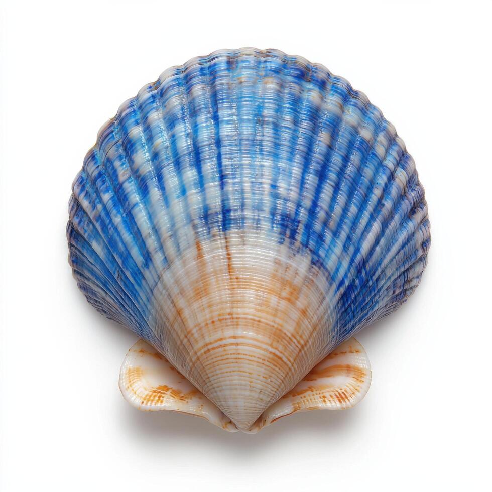 Stunning Blue and Cream Seashell, A Masterpiece of Nature's Art photo
