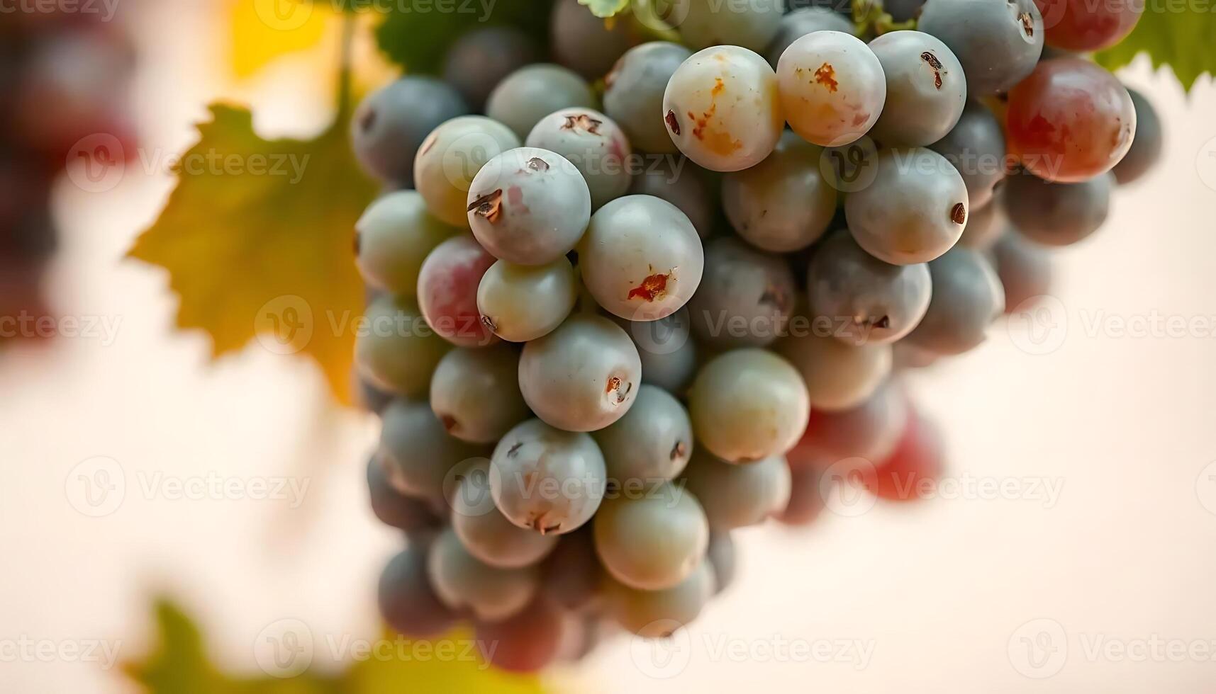 Close-up of a Lush Bunch of Grapes Hanging from a Vine photo