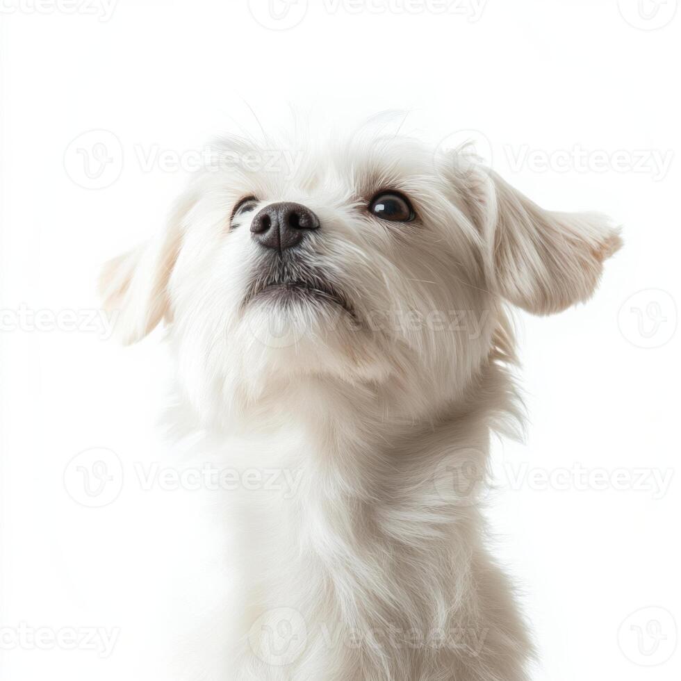 Fluffy white dog with curious expression on white background photo