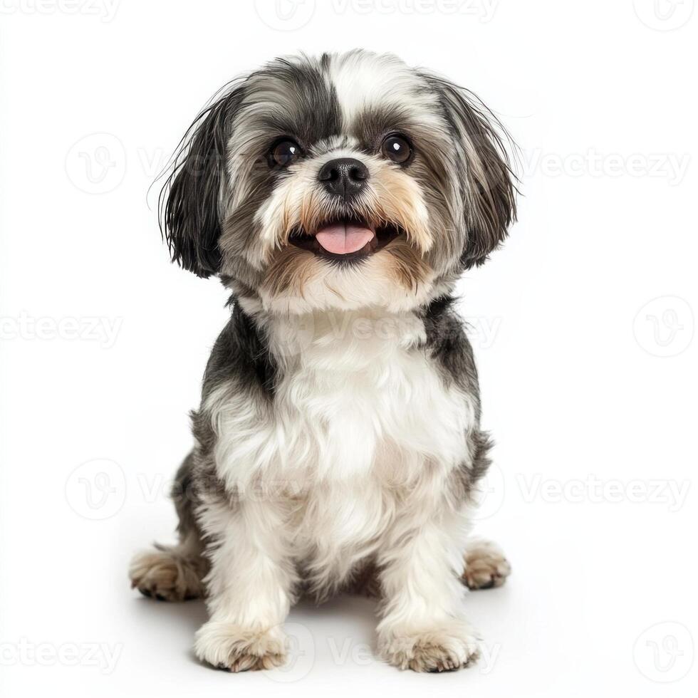Adorable shih tzu dog with fluffy coat on white background photo
