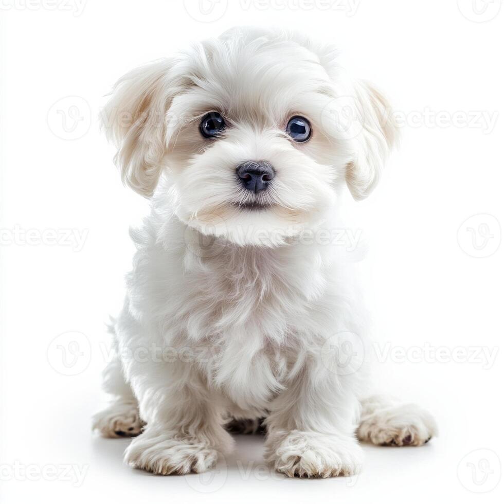 Fluffy white maltese puppy with big eyes sitting on a white background photo