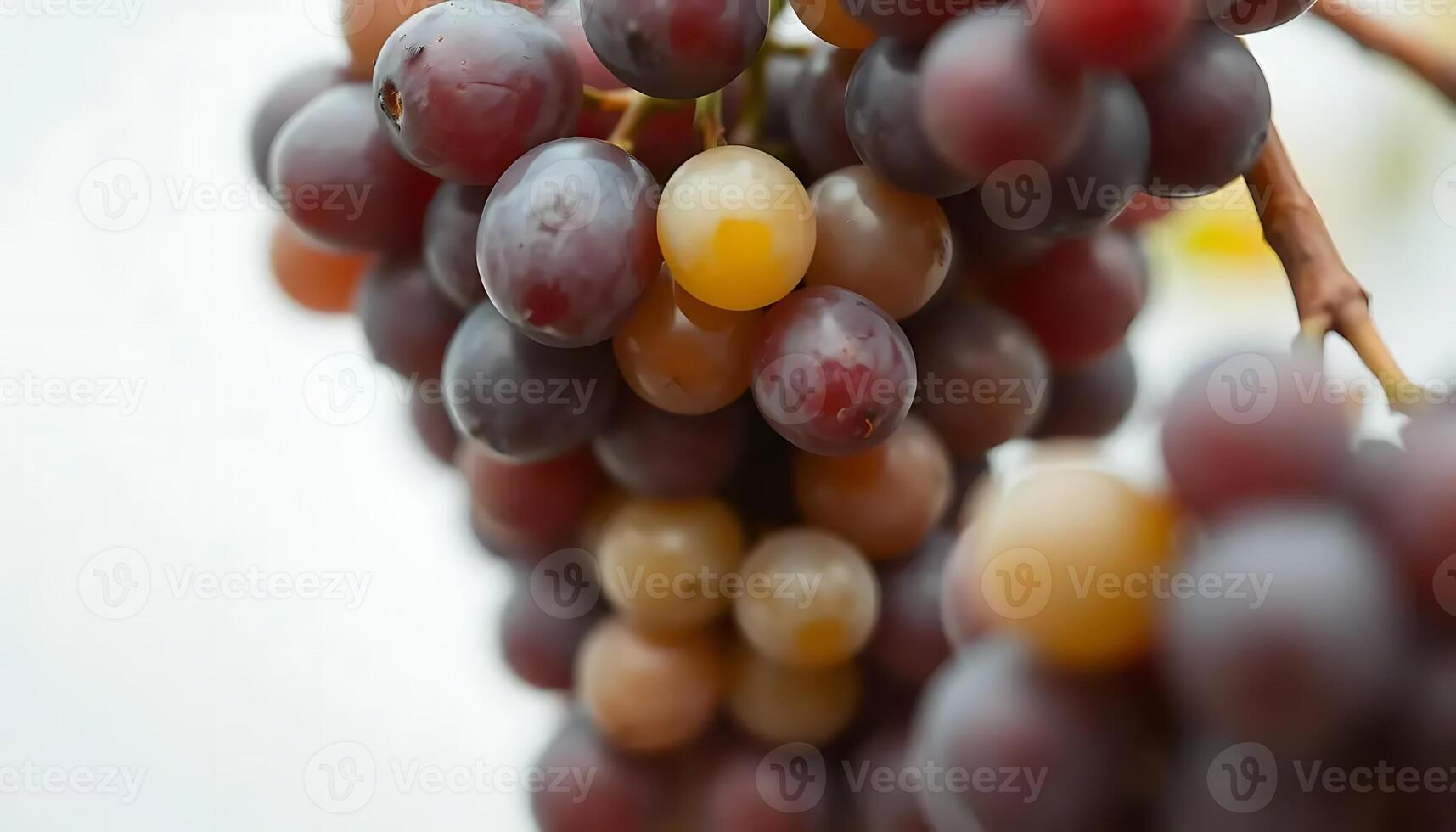 Close-up of a Bunch of Ripe Grapes Hanging from a Vine photo